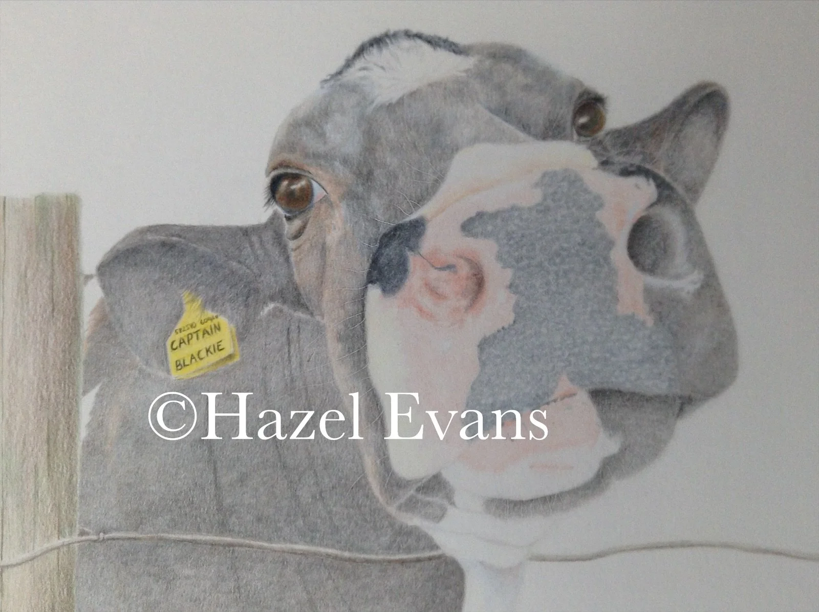 Nosey Cow