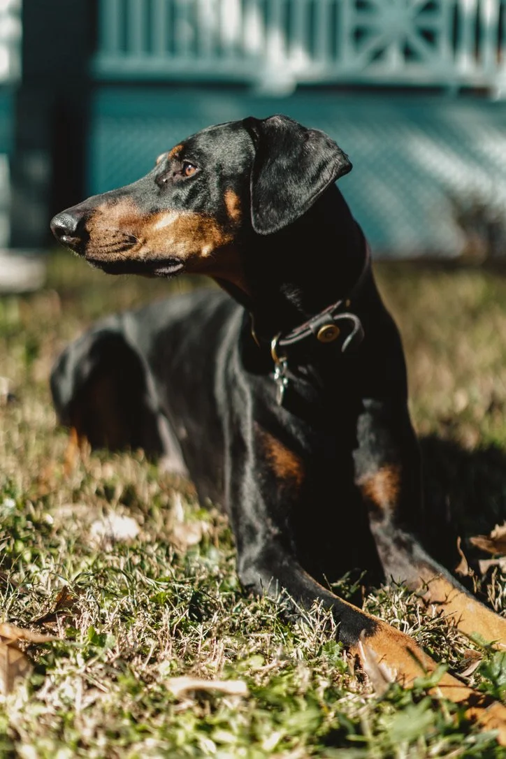 C6CA2203-223F-49F6-B982-1AF46D544346_1_105_c.jpeg