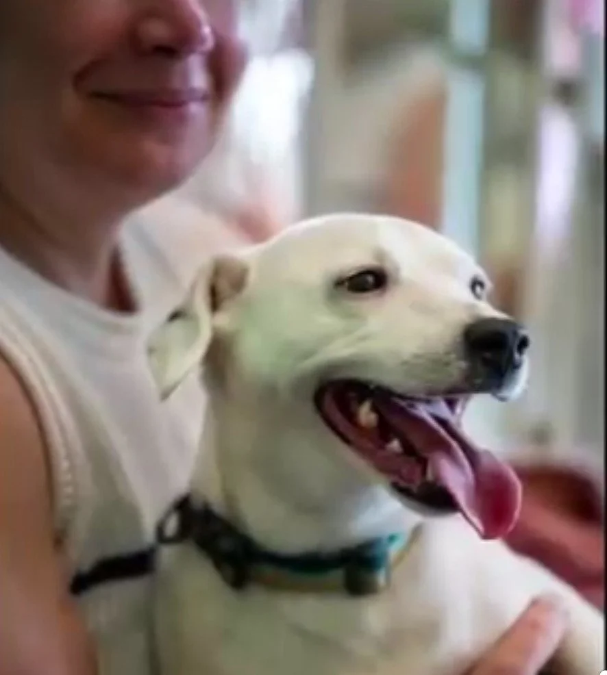 Practical ways to include your dog in a ceremony