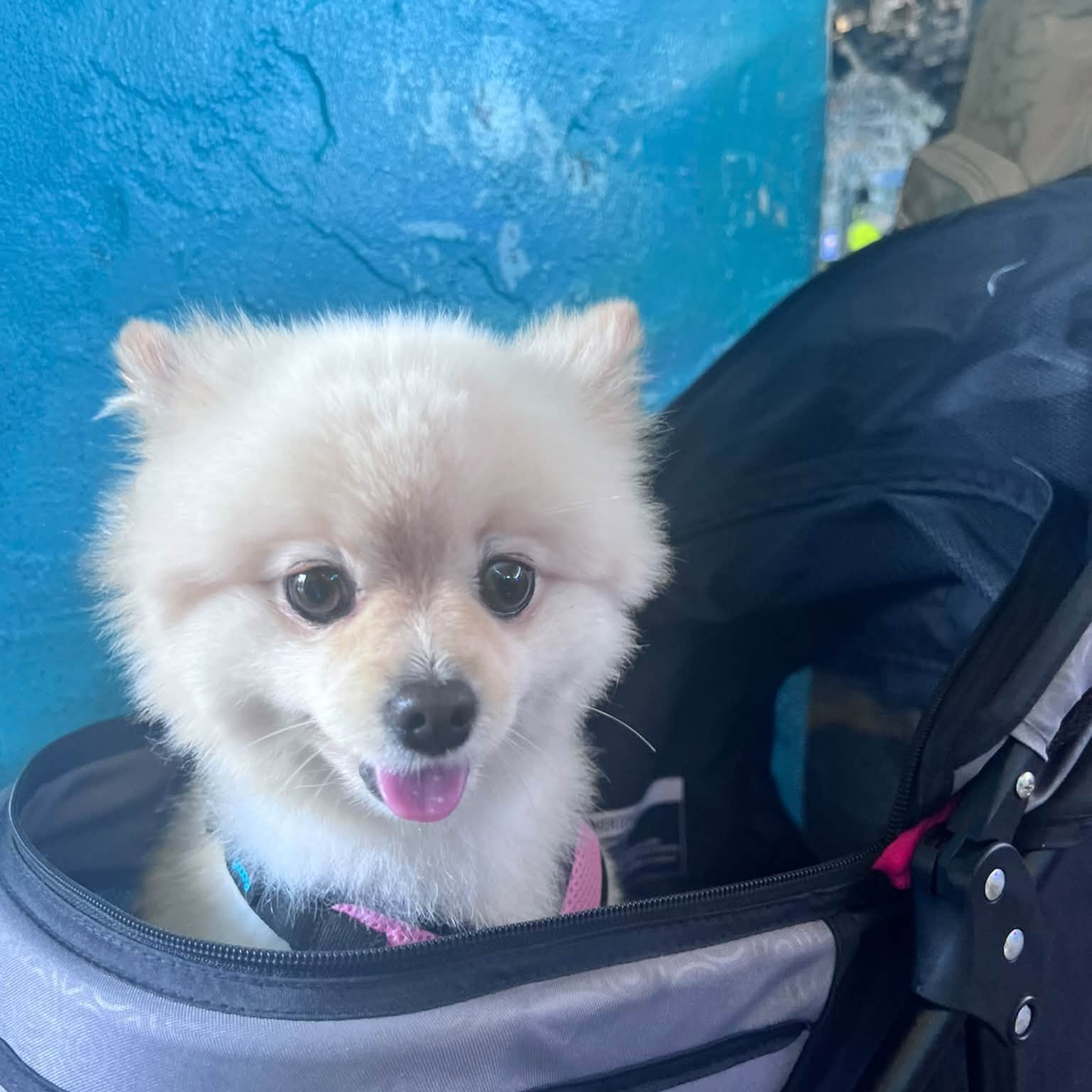 Ruby Jane enjoying the Lucy's Fur Baby show at Hunkerdown Hideaway
