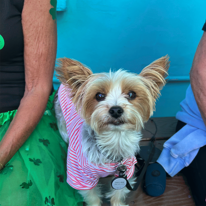A fur baby had to catch a Lucy's Fur Baby show!