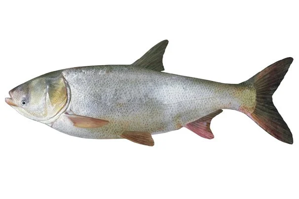 Carpes asiatiques