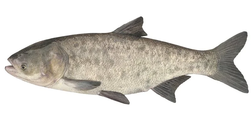 Carpe-grosse-tete-marbree.jpg