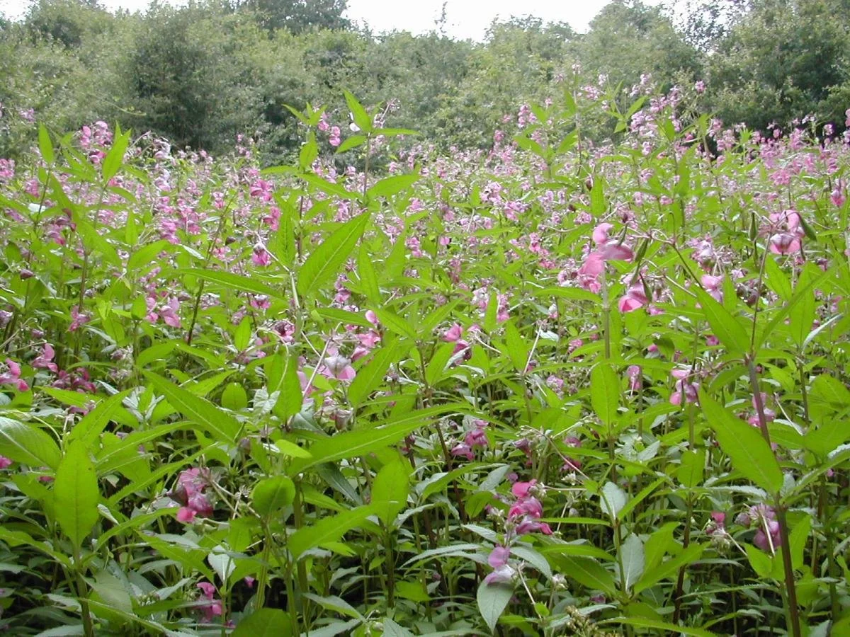 Impatiens glandulifera – Consequence.jpg