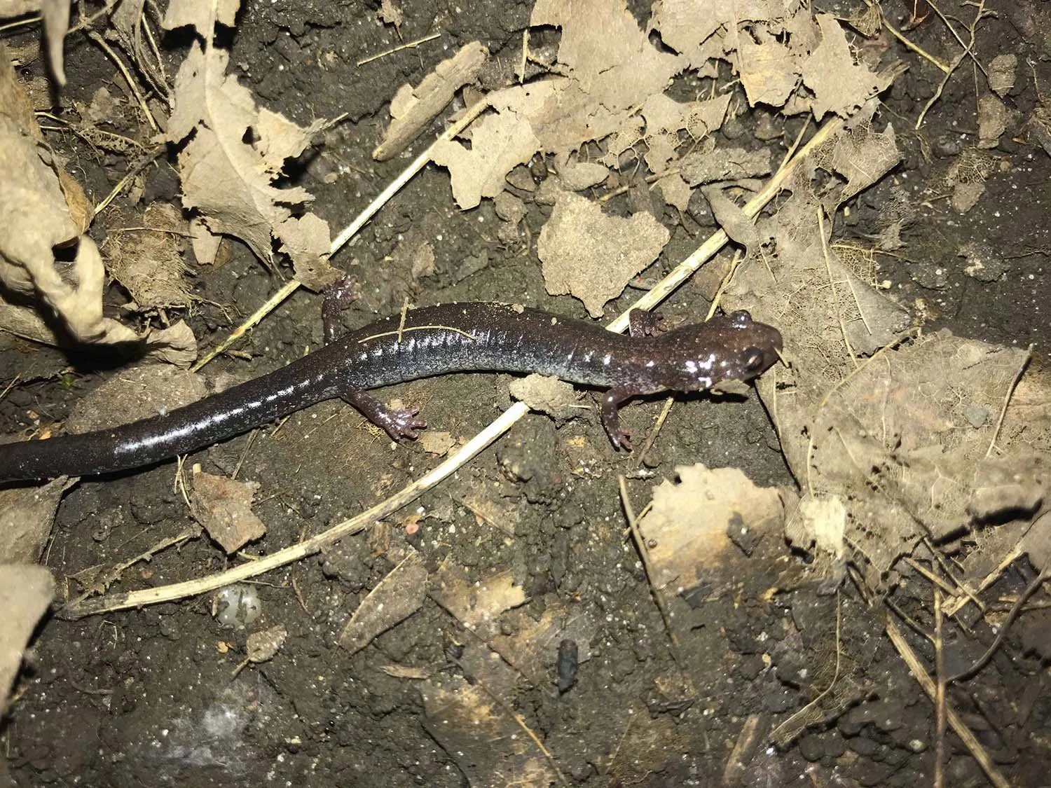 Salamandre