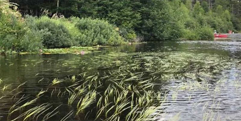 Cartographie des herbiers aquatiques et bathymétrie du lac Therrien | 2019