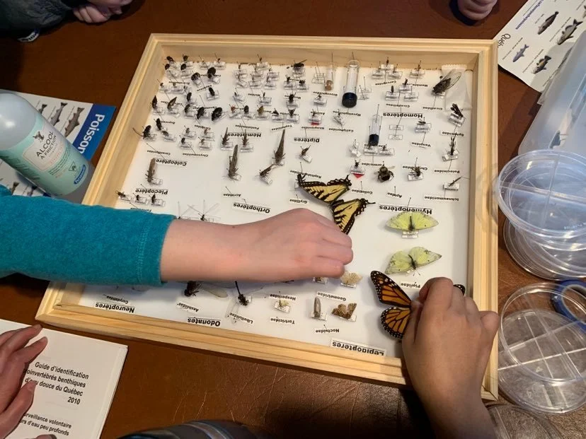 collection-insectes-obv-etchemin.jpg