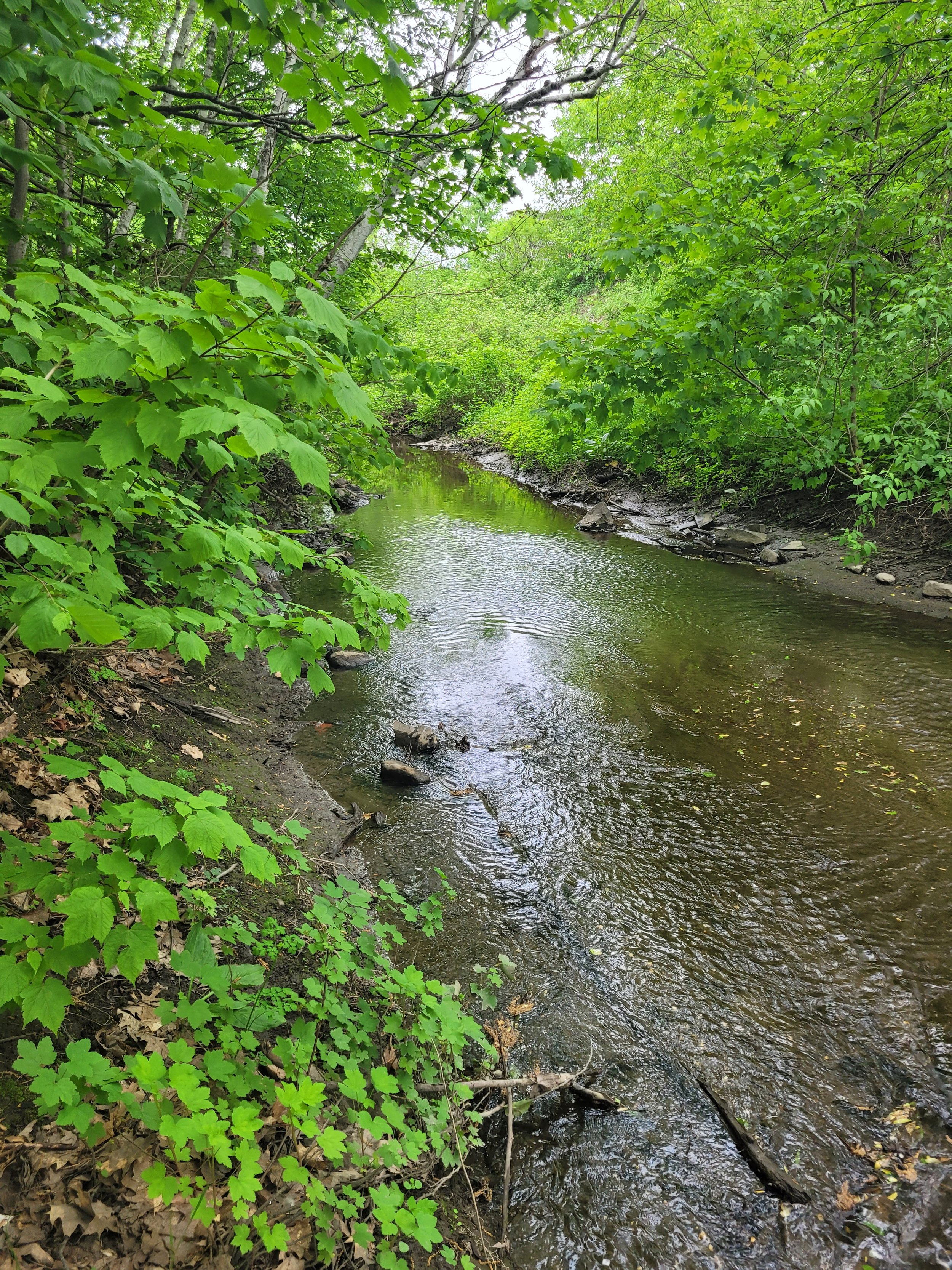 Nettoyage de berges - Parc Domaine-de-l’Auberivière