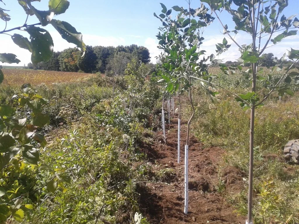 CVE Plantation.jpg