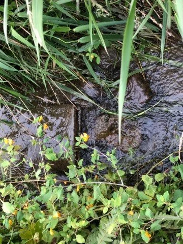 Mise en valeur du bassin versant de la rivière Le Bras | 2019
