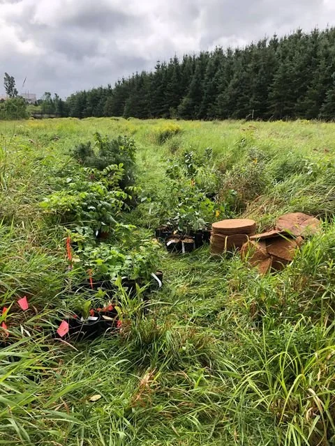 plantation_2020_ilot_boisé_obv_etchemin.jpg