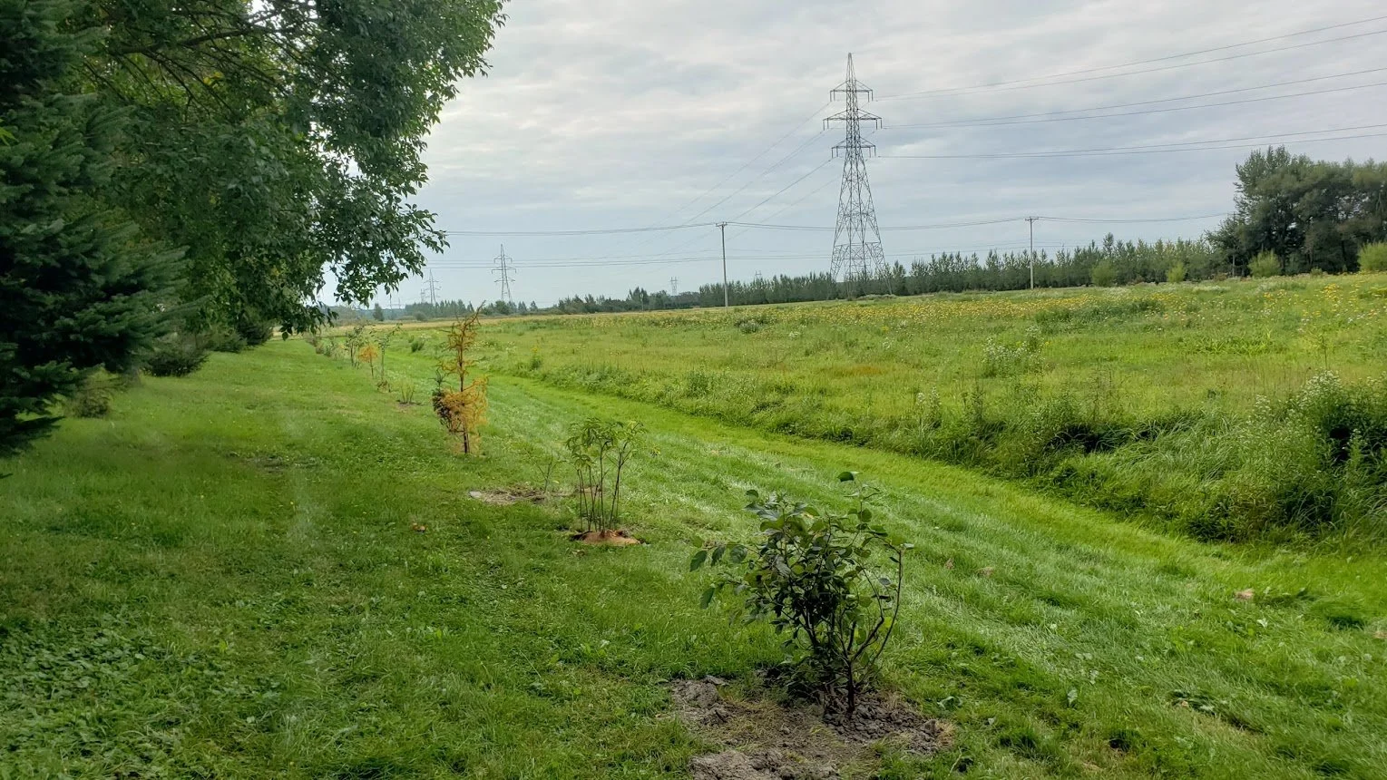 Plantation_ferme_drouin_biodiversité_HF_2022.jpg