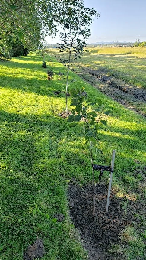 plantation_ferme_drouin_biodiversité_HF_2022 (2).jpg