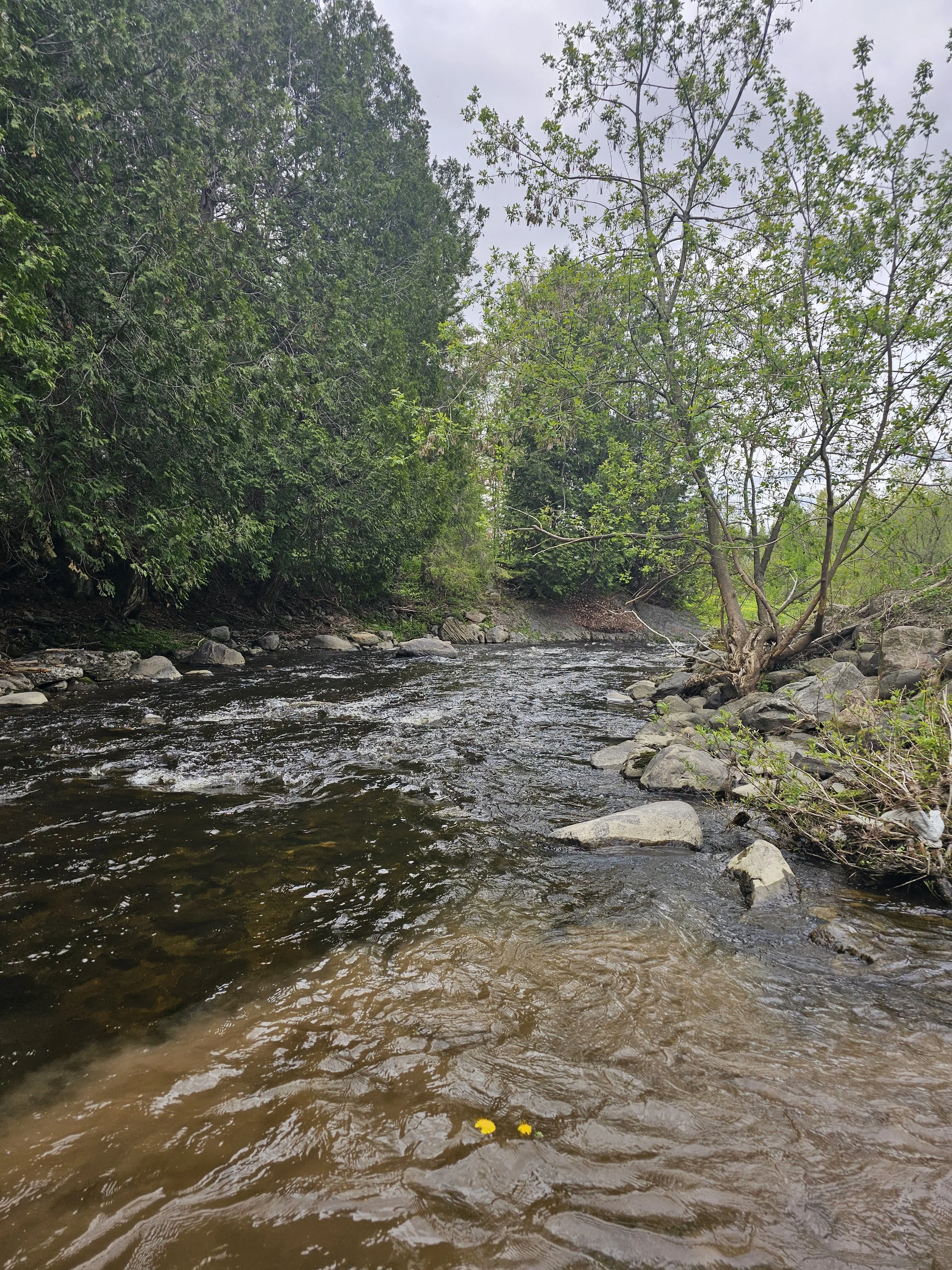 riv_LEBRAS_2025.jpg