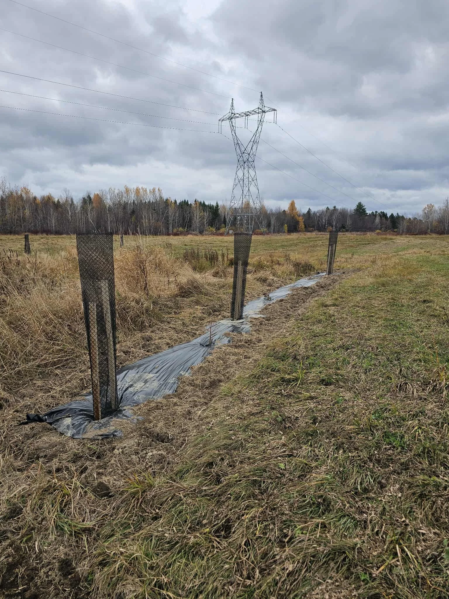 Bande Riveraine Élevage bovin OJES.jpg