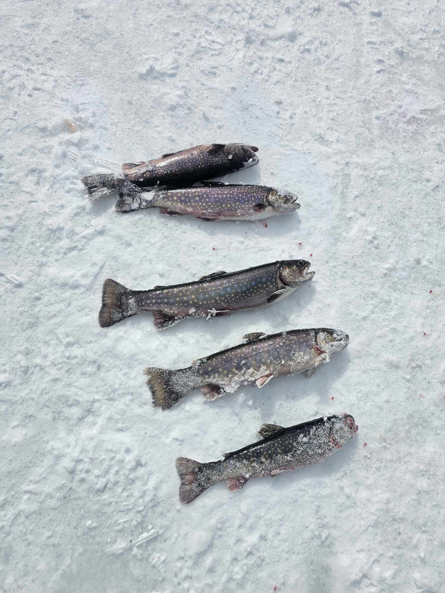 Initiation à la pêche blanche | 2026
