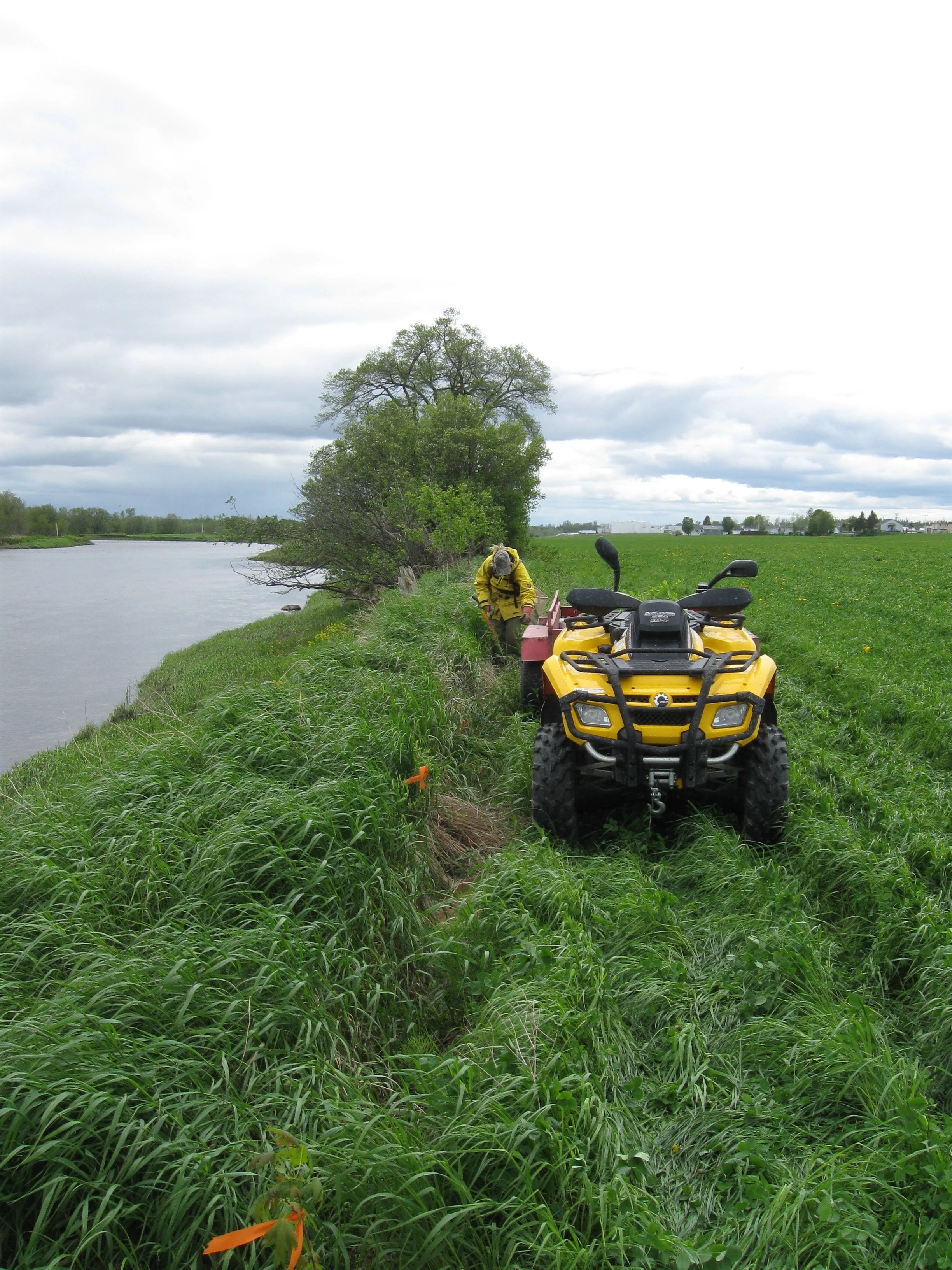 plantation_2011_st-henri-obv-etchemin.jpg