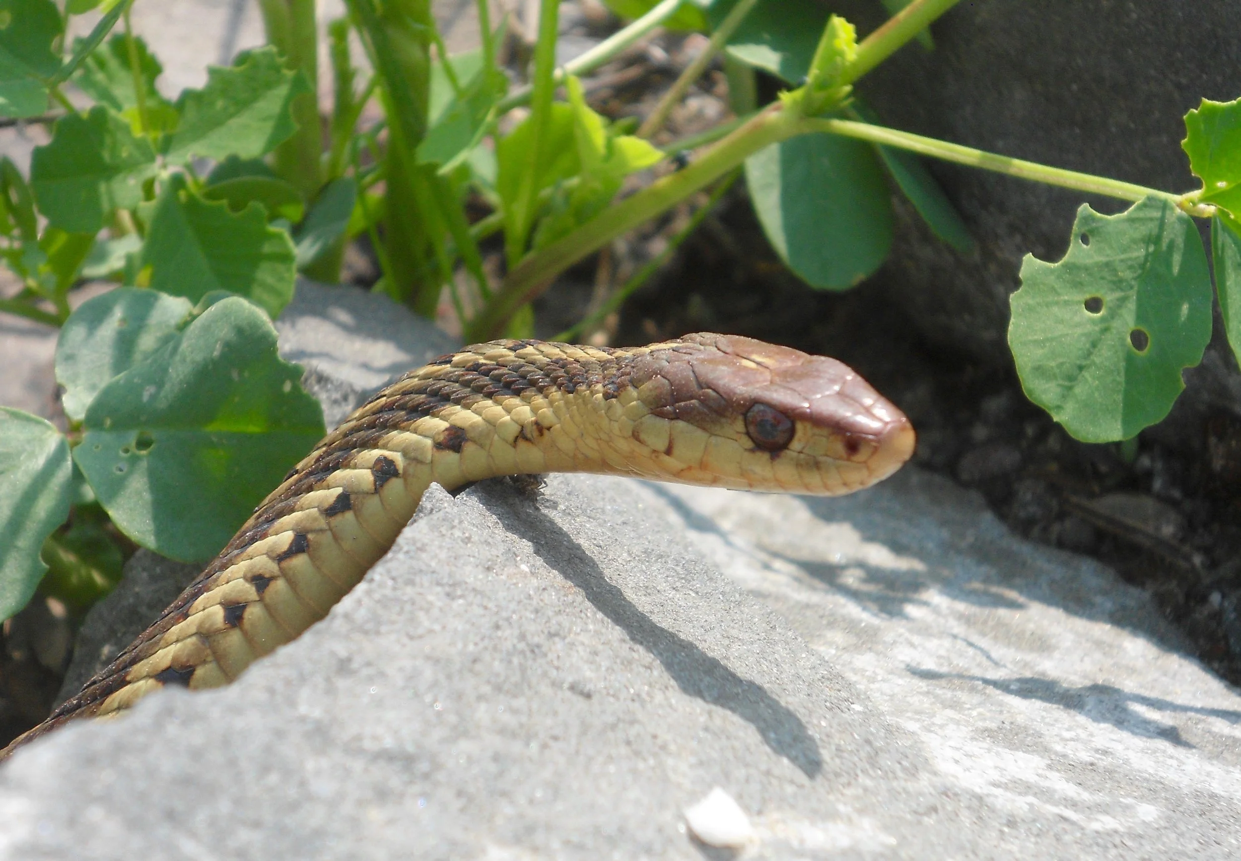 Bioblitz à Saint-Odilon-de-Cranbourne | 2019