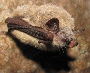 Conférence « Pour une cohabitation avec la chauve-souris en milieu agricole » | 2016
