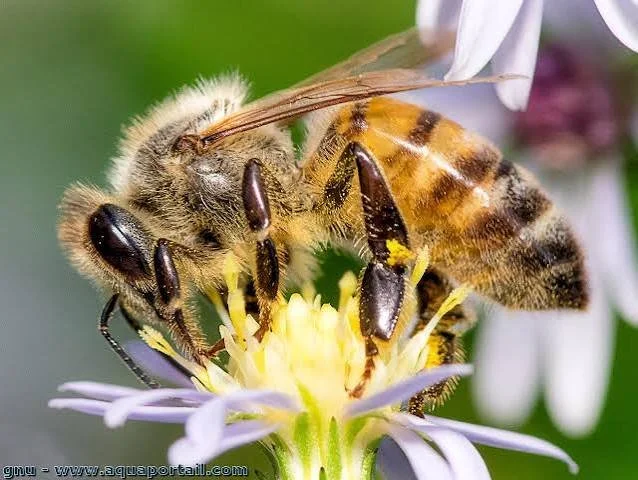 Conférence « Pour favoriser la protection des insectes pollinisateurs dans la région de la Chaudière-Appalaches » | 2017