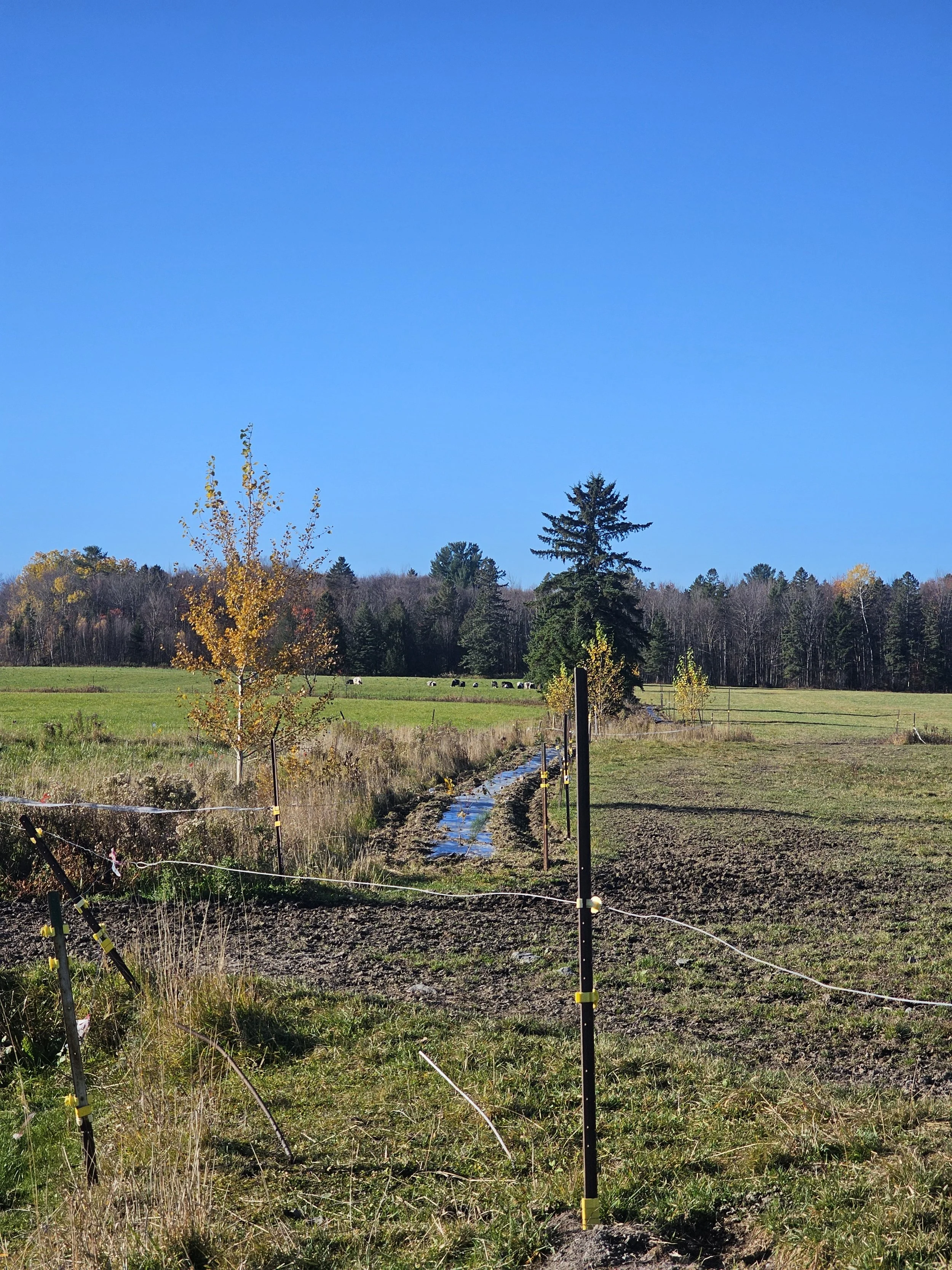 plantation_agricole_obv_etchemin_forvino_2.jpg