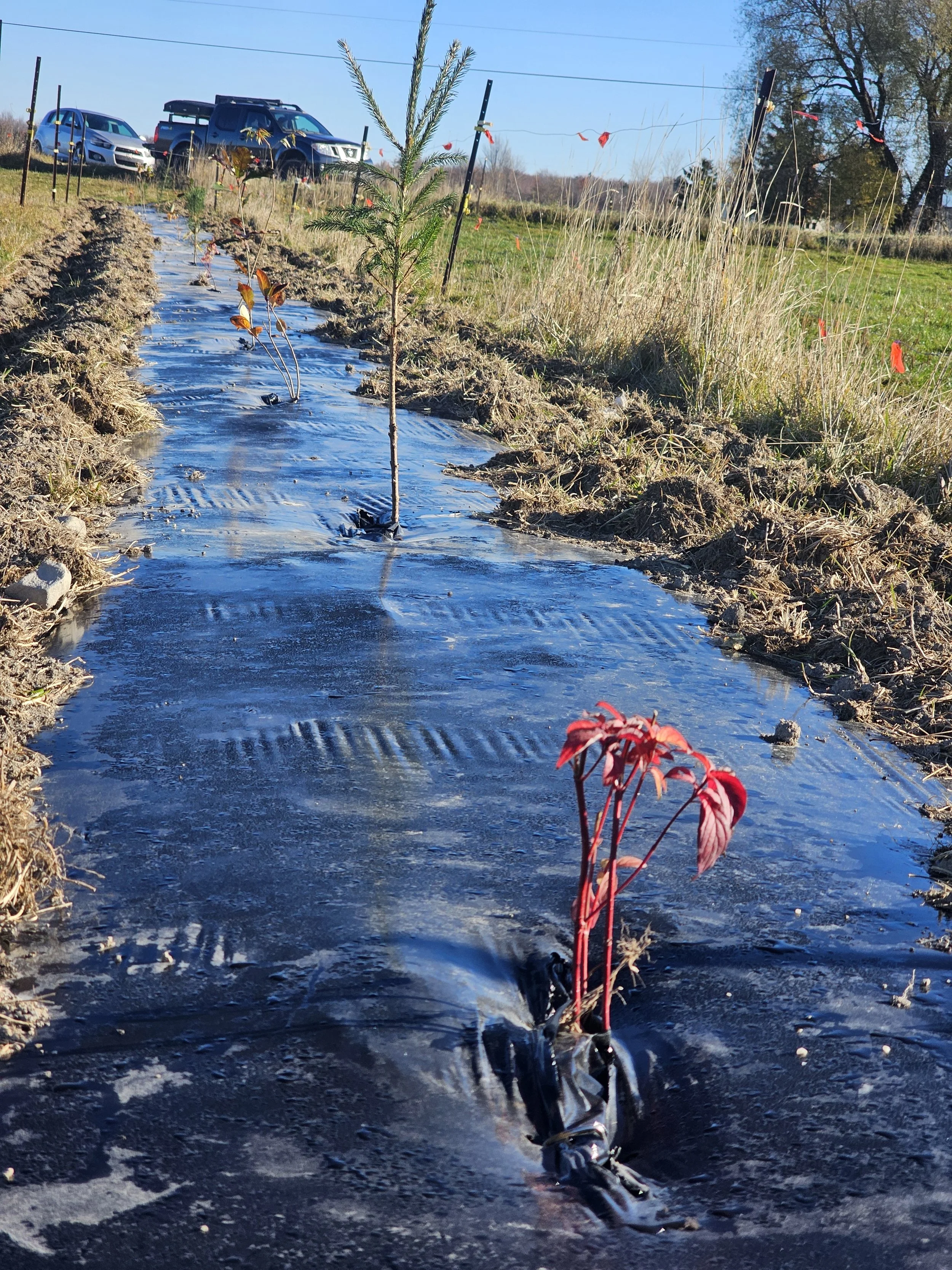 plantation_agricole_obv_etchemin_forvino_3.jpg