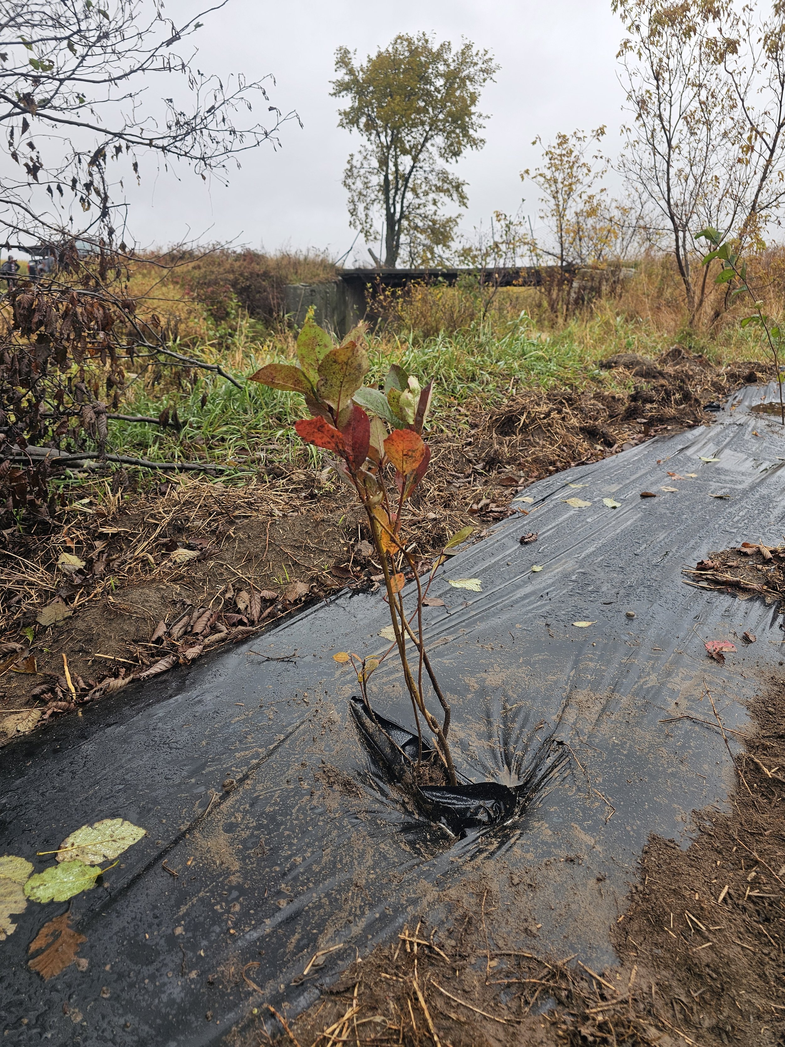 plantation_obv_etchemin_bofran_2.jpg
