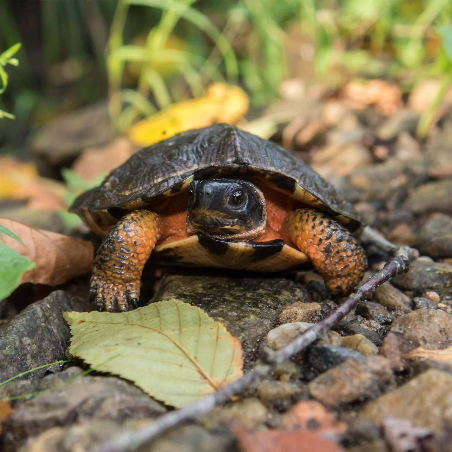 Tortue des bois