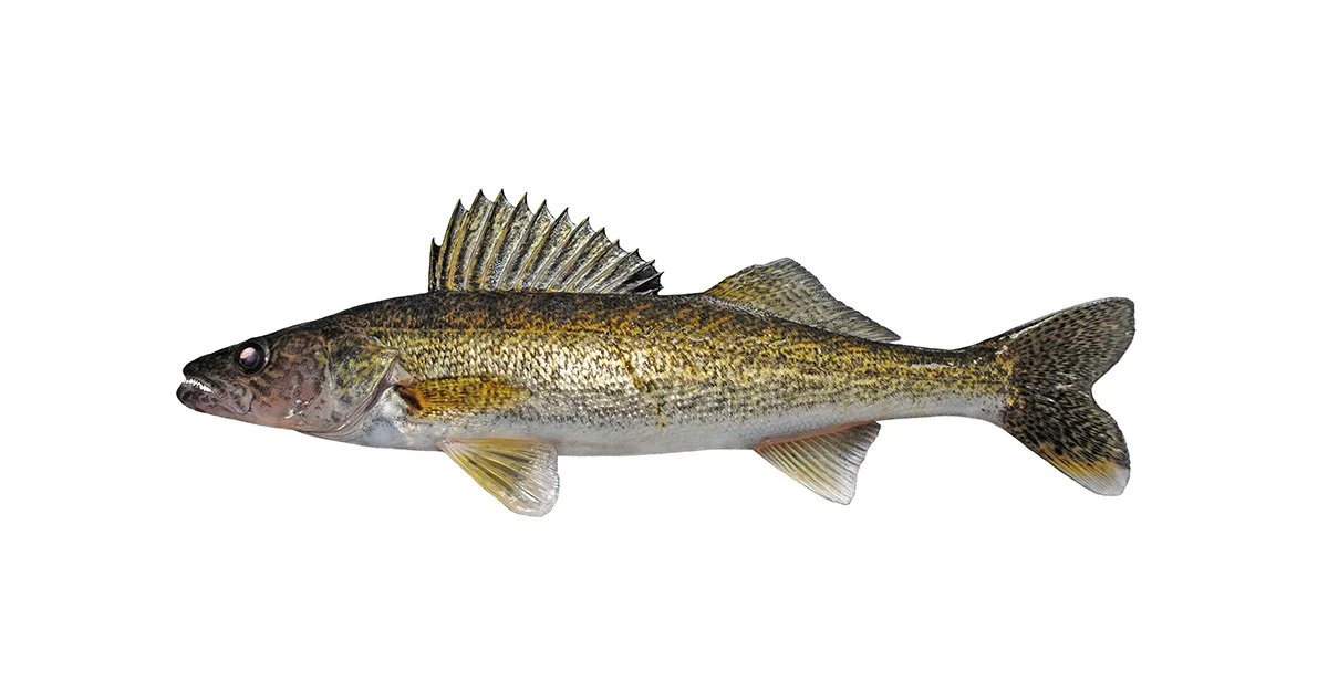Doré