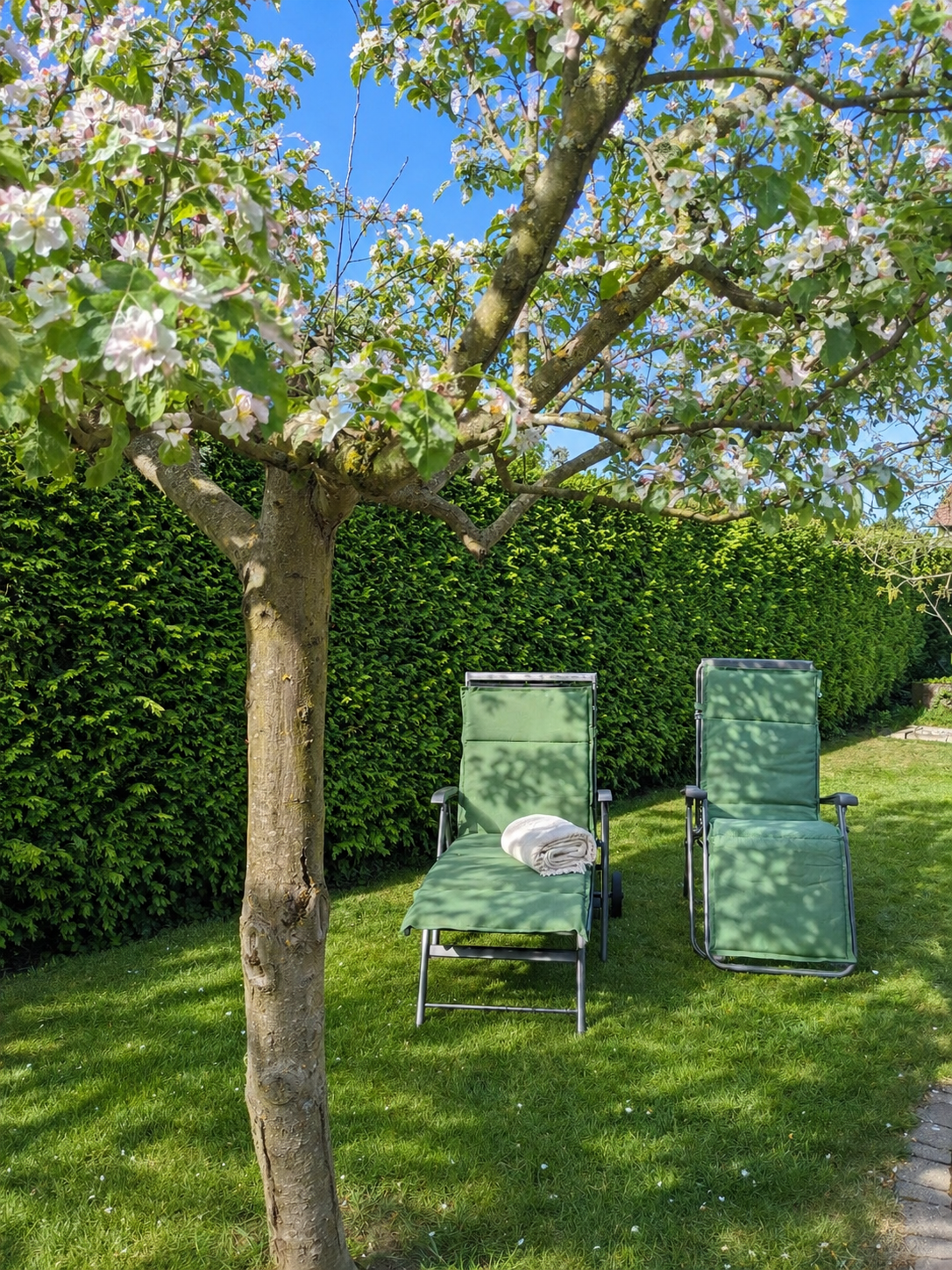 Zwei grüne Gartenliegen unter einem blühenden Baum in einem Garten, einer mit einer weißen Decke. Im Hintergrund ein grüner Hecken.