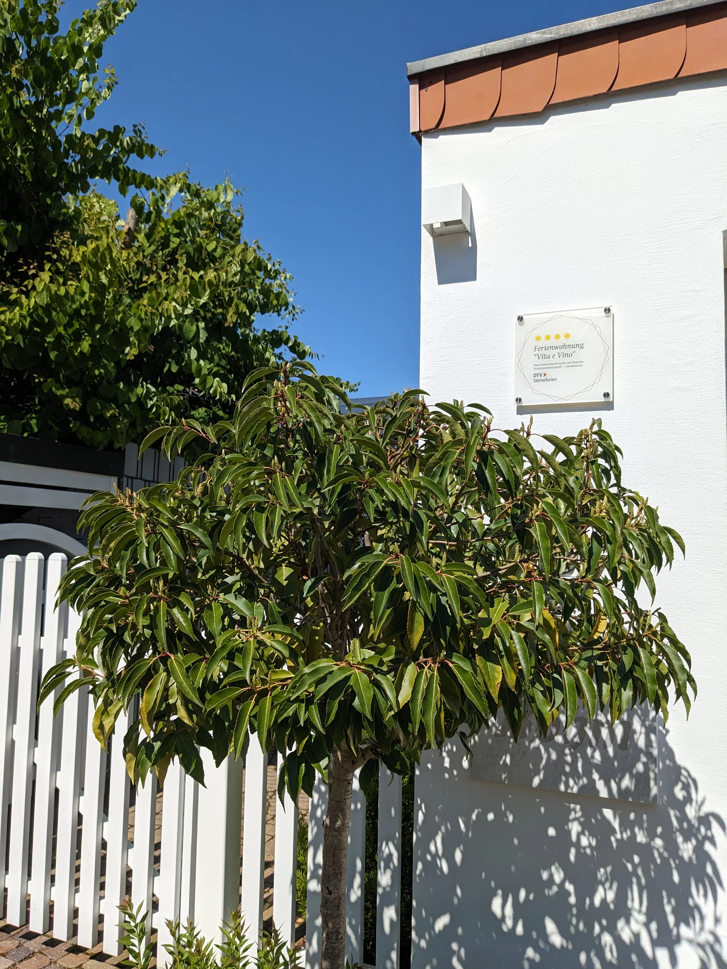 Ein Baum mit grünen Blättern vor einer weißen Hauswand mit einem Schild und einer Außenlampe, unter starkem Sonnenlicht, das Schatten wirft.
