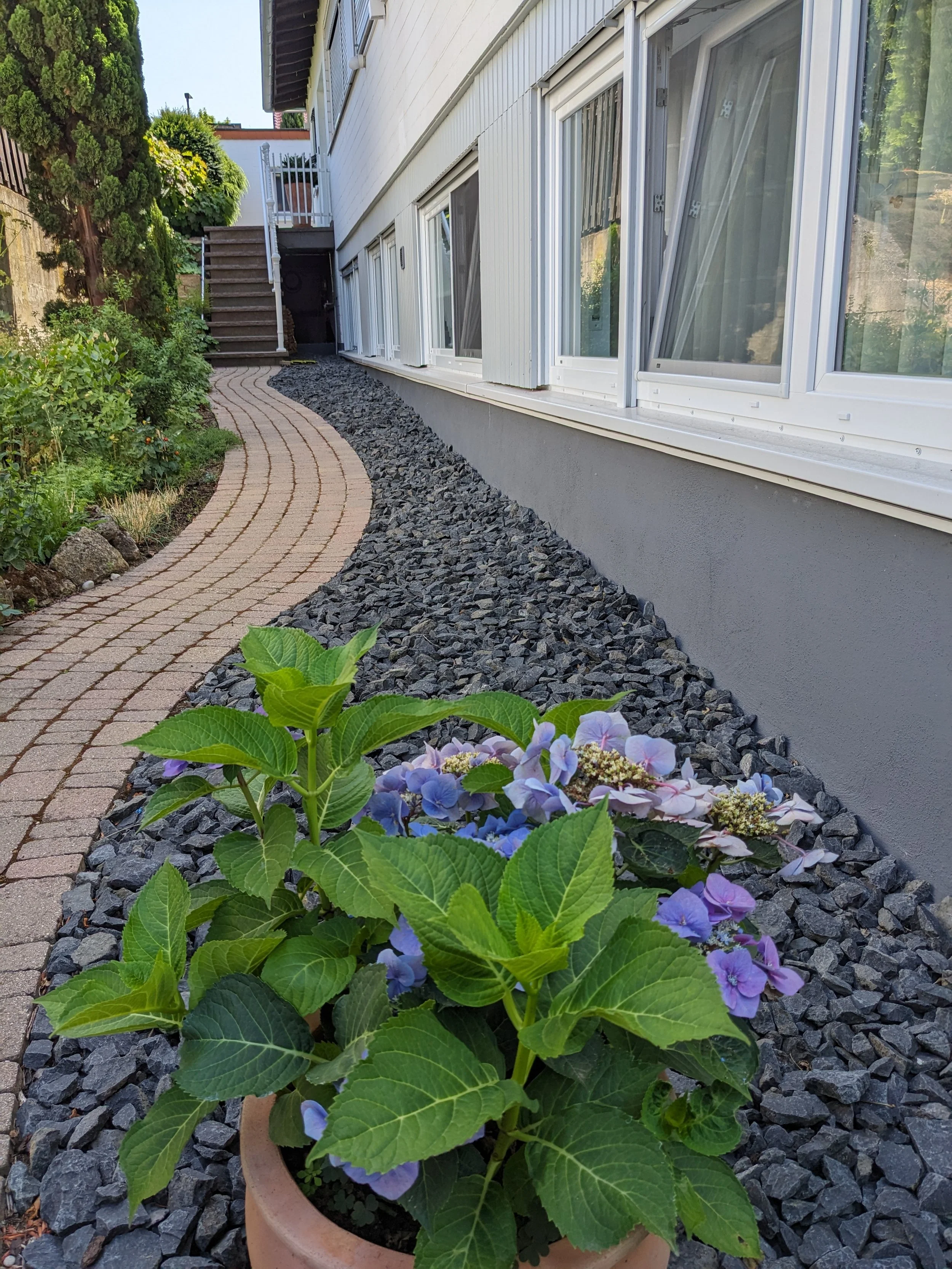 Blick auf einen Gartenweg, links Pflanzen und im Vordergrund eine Topfpflanze mit blauen Hortensien, rechts Kieselsteine, im Hintergrund ein Haus mit großen Fenstern und einer Treppe.