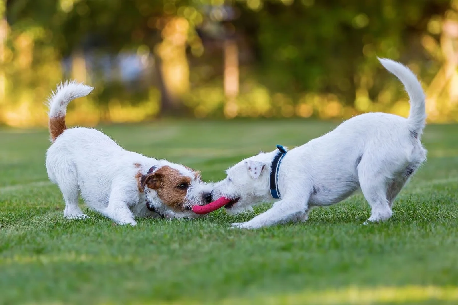 Why Individual Exercise Matters for Your Dog’s Safety and Happiness