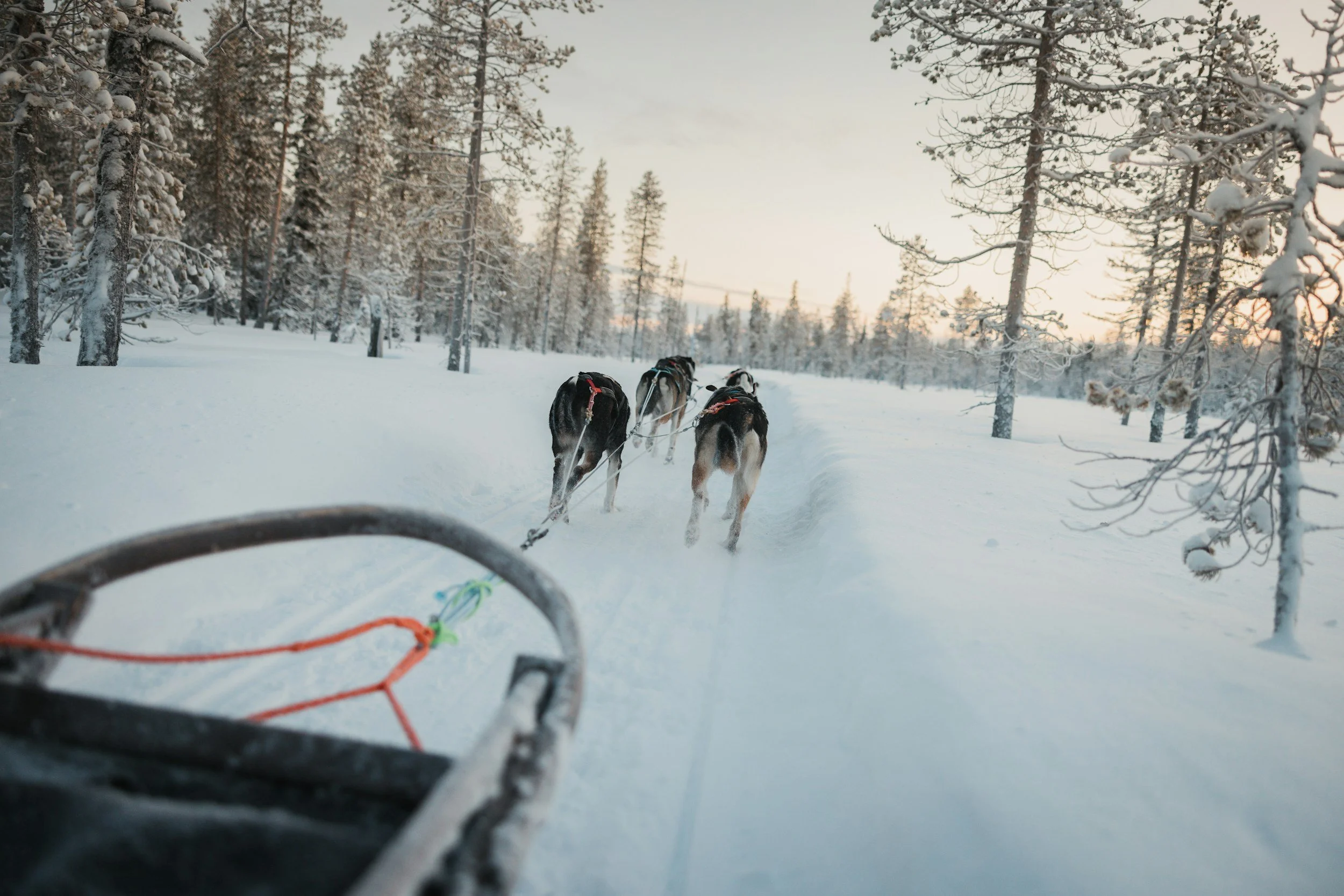 A sled being pulled through snowy woods with snow-covered trees, as Santa Claus's sleigh in a Christmas scene.