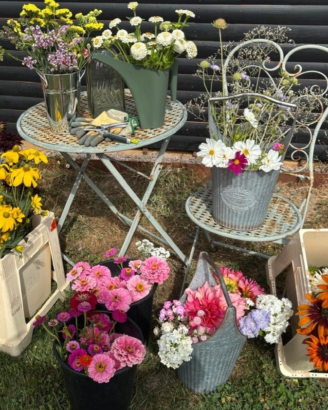 The flower farm is officially bursting with color, and we&rsquo;ve been busy harvesting the dreamiest blooms for the shop. There&rsquo;s truly nothing quite like fresh, locally grown magic to brighten up your space.

#seasonledflorist
#seasonalbouque