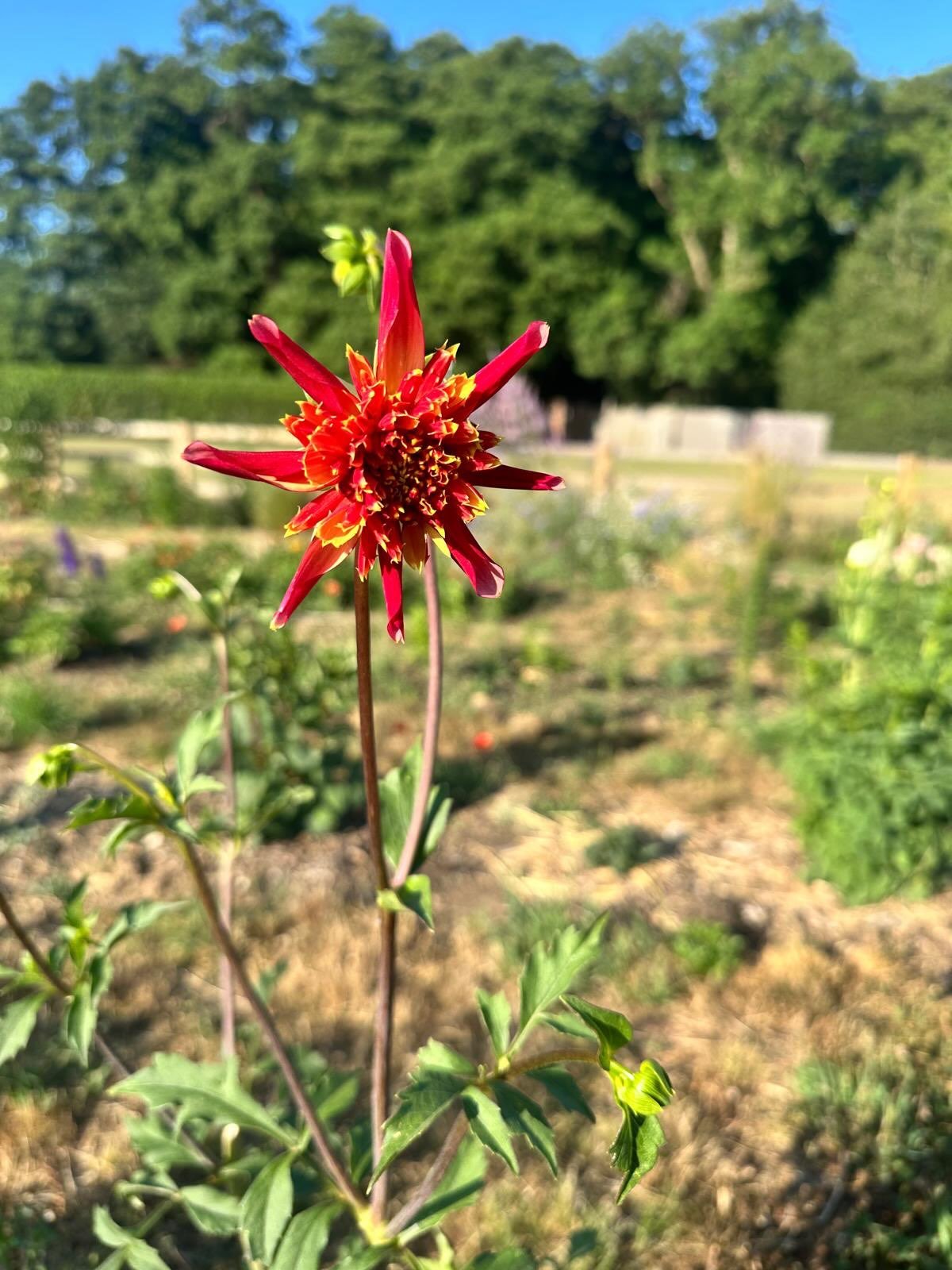 This morning @flower_buds_at_tewinbury , more early morning watering but rewarded by the Dahlias starting to bloom. 
#seasonledflorist #sustainablefloristry #flowerfarmer  #Hertfordshireflowers #tewinburyfarm