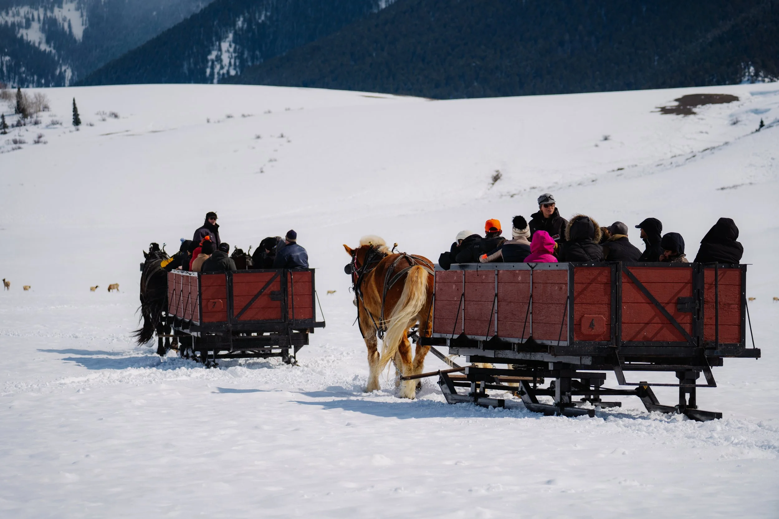 Snow King Elk Sleighride March 2023-7.jpg