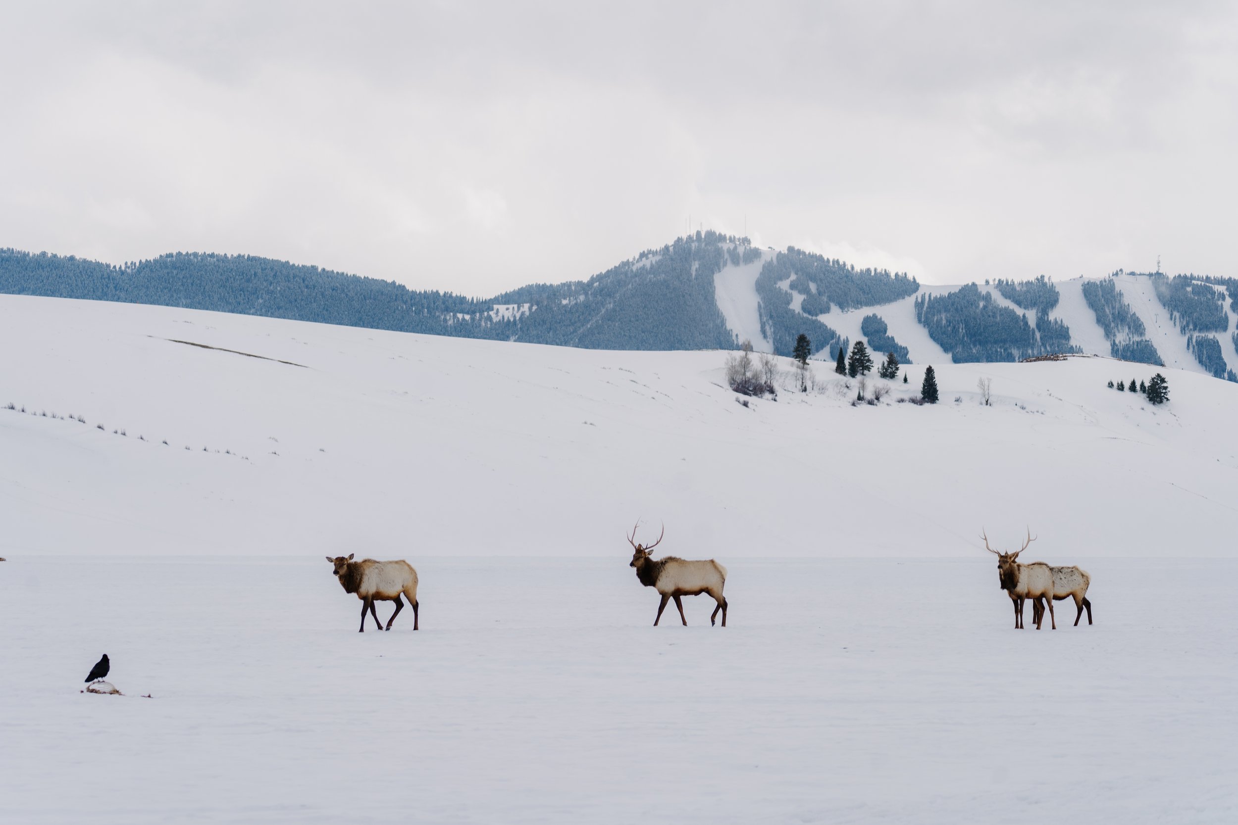 Snow King Elk Sleighride March 2023-24.jpg