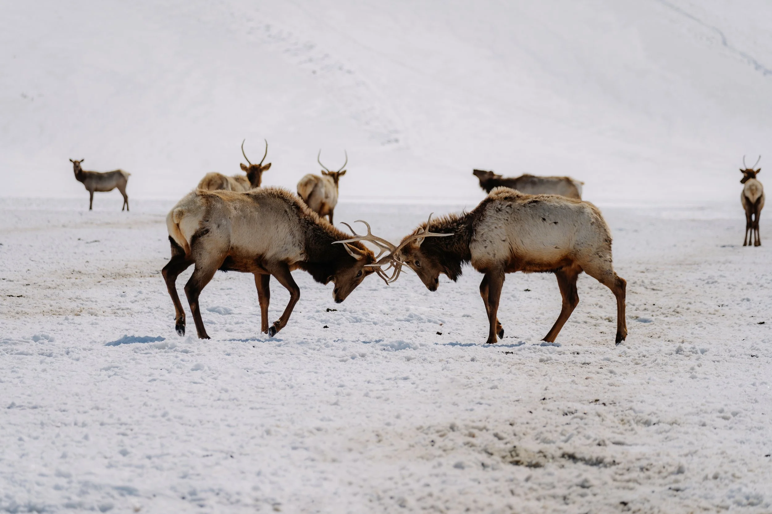 Snow King Elk Sleighride March 2023-12.jpg
