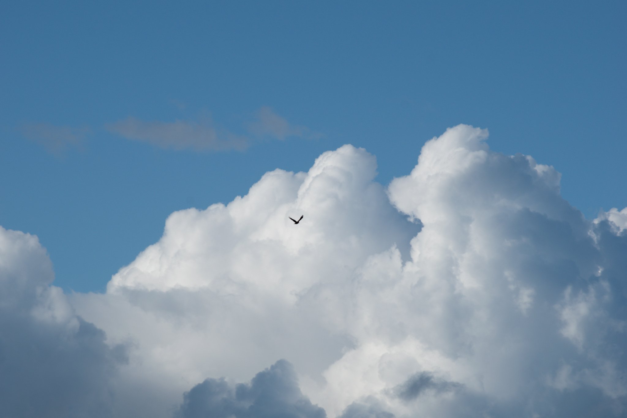 Blue sky with white clouds and a single bird flying.