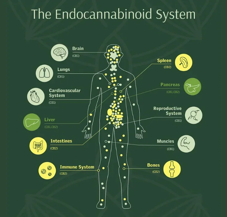 Diagram of the human endocannabinoid system showing interactions with brain, lungs, cardiovascular system, liver, intestines, immune system, spleen, pancreas, reproductive system, muscles, and bones.