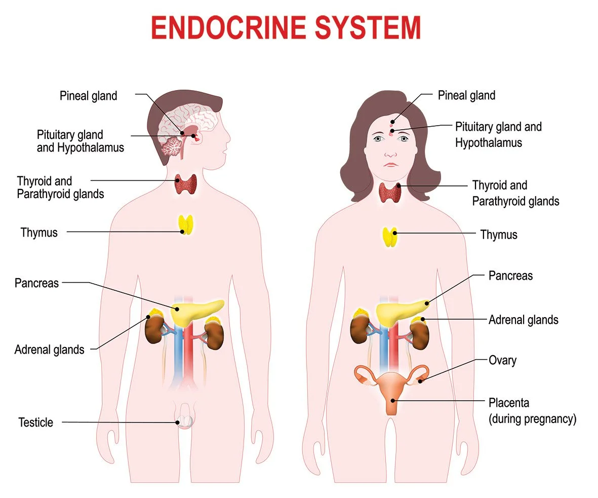 Diagram of the endocrine system showing the locations of the pineal gland, pituitary gland and hypothalamus, thyroid and parathyroid glands, thymus, pancreas, adrenal glands, testicle, female ovaries, and placenta during pregnancy.
