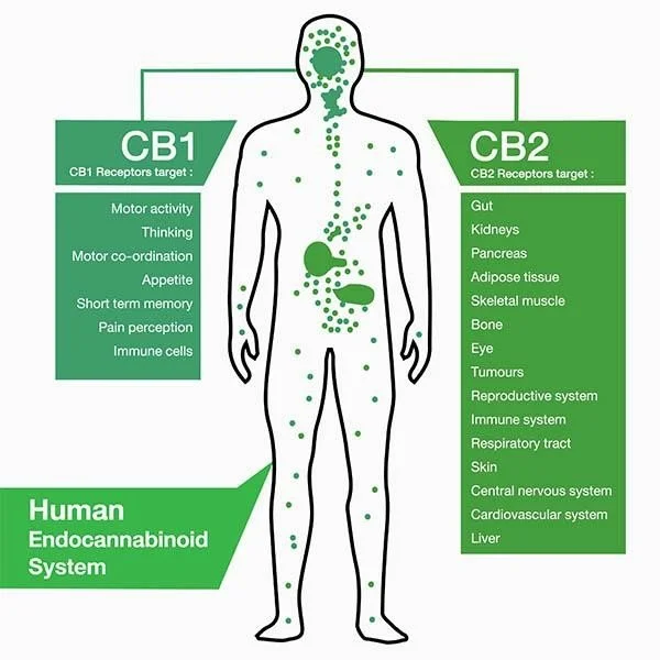 Diagram of the human endocannabinoid system, showing CB1 receptors targeting motor activity, thinking, motor co-ordination, appetite, short term memory, pain perception, immune cells, and CB2 receptors targeting gut, kidneys, pancreas, adipose tissue