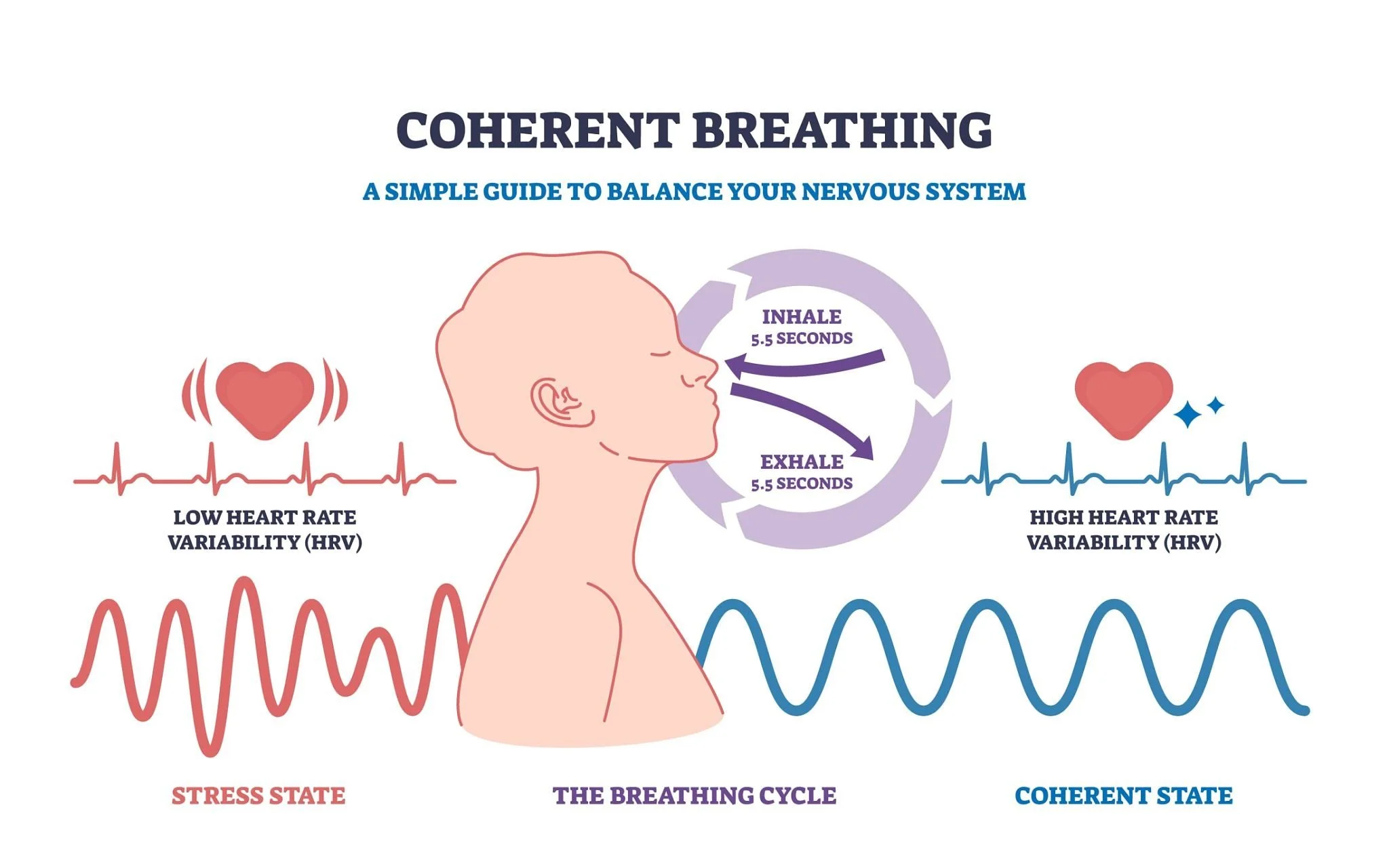 A diagram explaining the concept of coherent breathing, showing a person exhaling and inhaling with the cycle lasting 5.5 seconds each, related to balancing the nervous system, with illustrations of heart rate variability from low to high.