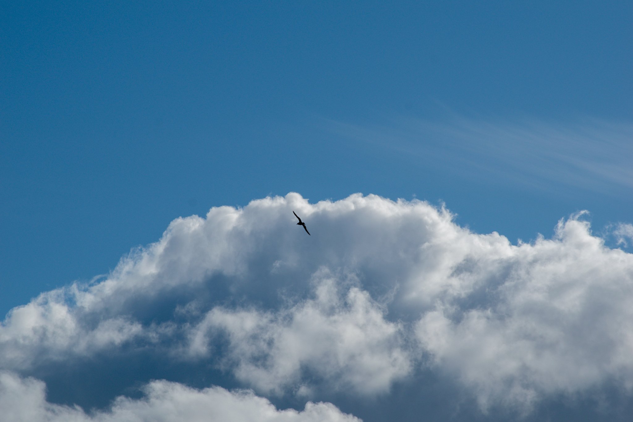 A bird flying in a bright blue sky with white clouds.