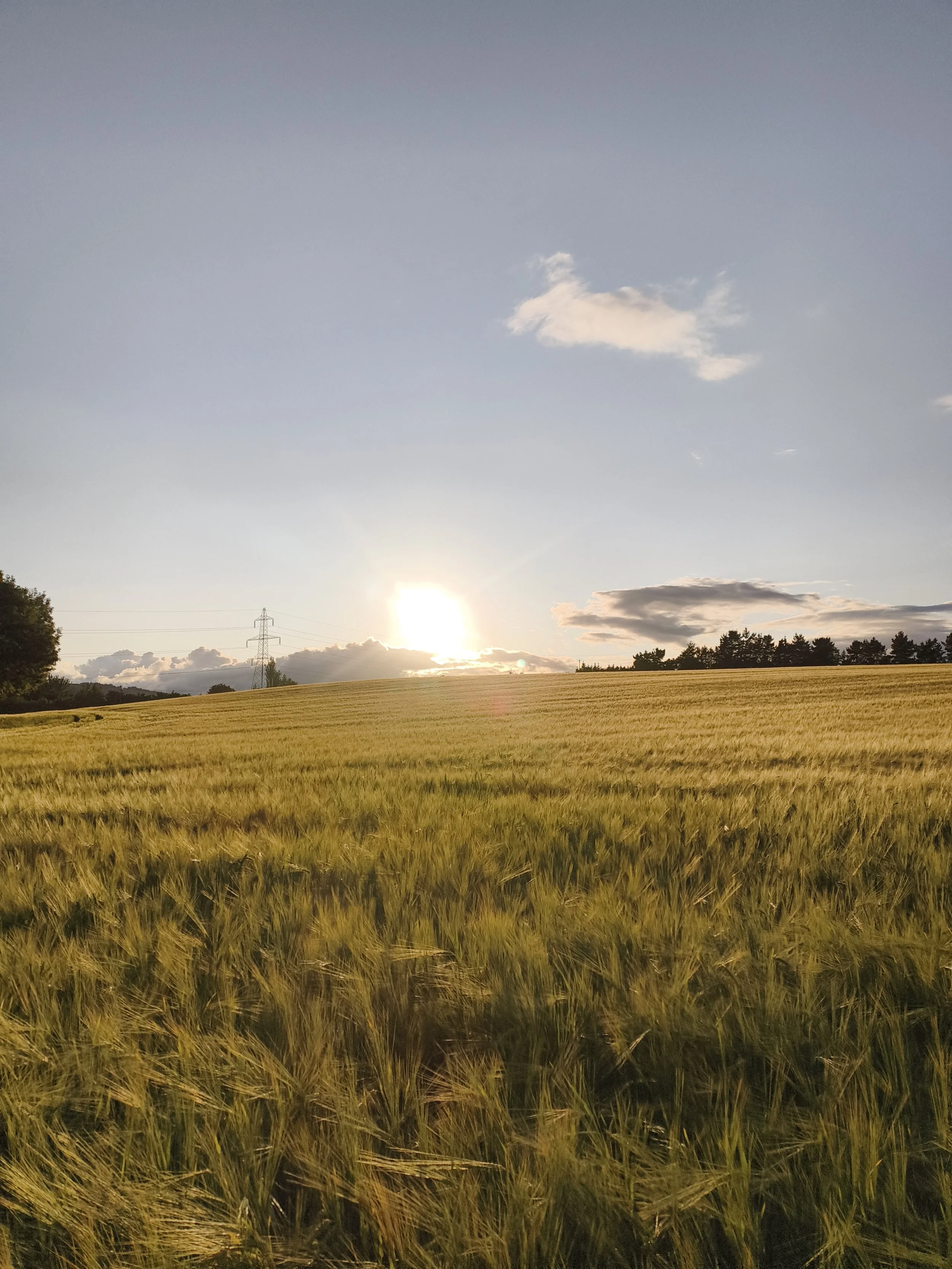 A wide field of tall, golden wheat with a few trees on the horizon, under a clear blue sky with some scattered clouds, and the sun setting near the horizon.