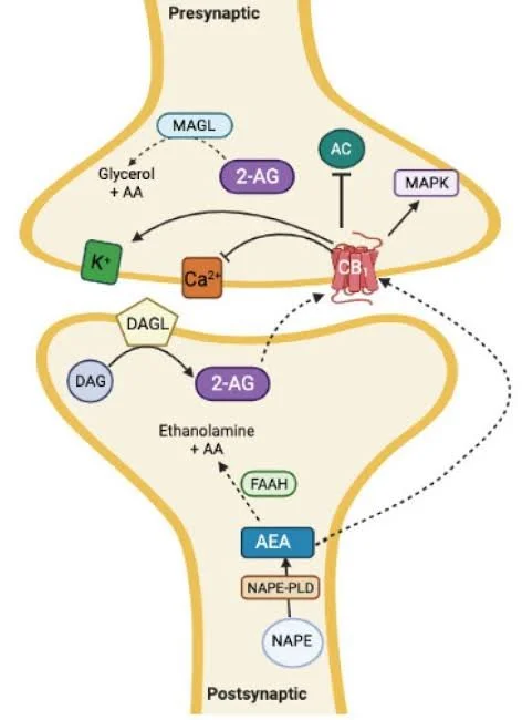 Diagram showing neuronal synaptic transmission, including presynaptic and postsynaptic processes, neurotransmitter release, and signaling pathways.