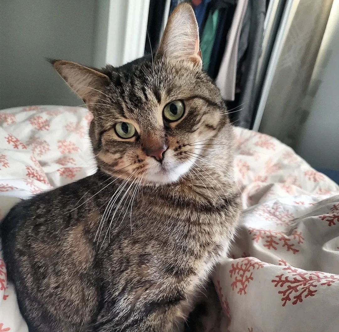 Close-up of a tabby cat with green eyes sitting on a bed with holiday-themed sheets.