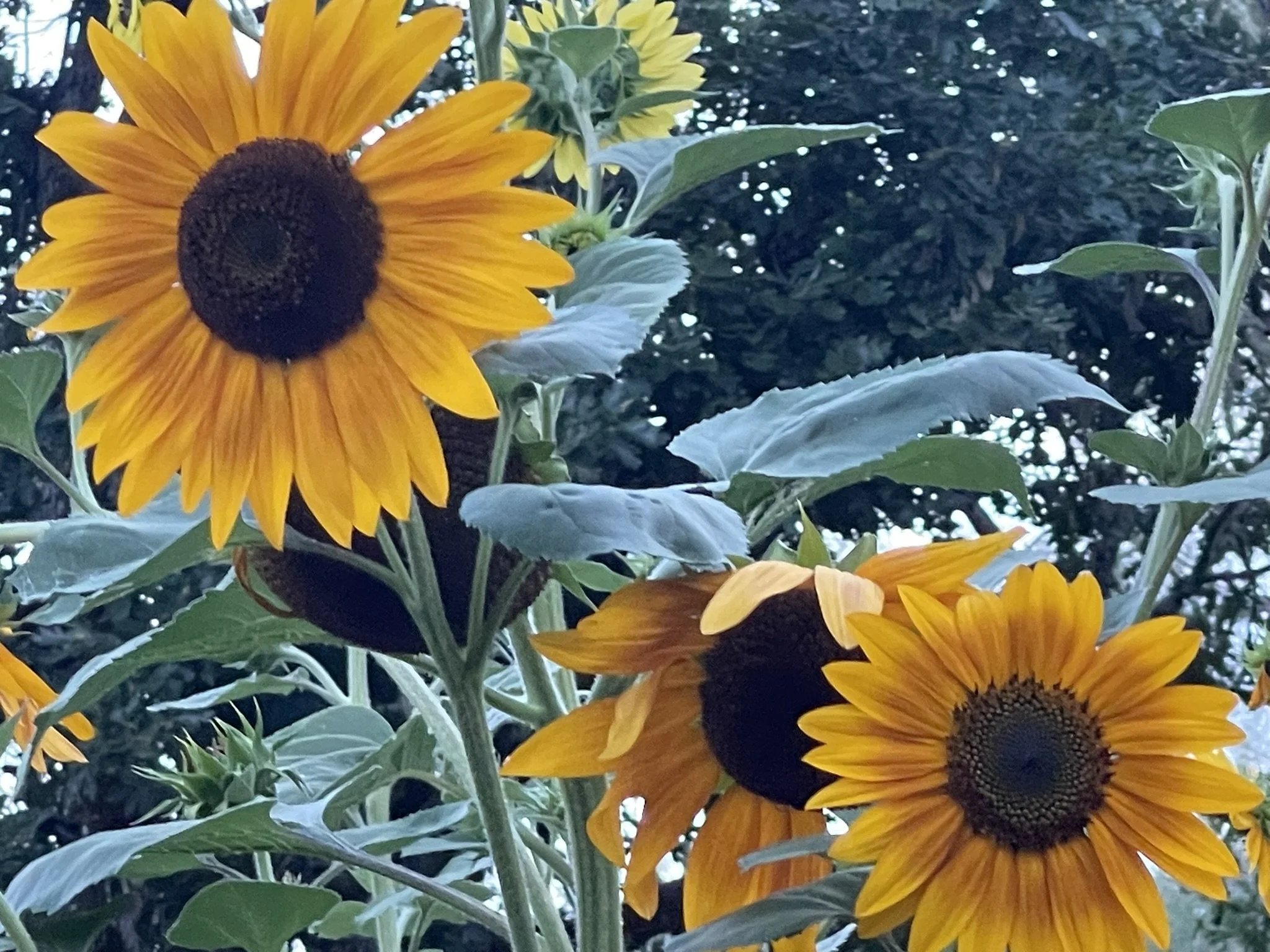 IMG_5566.JPEG