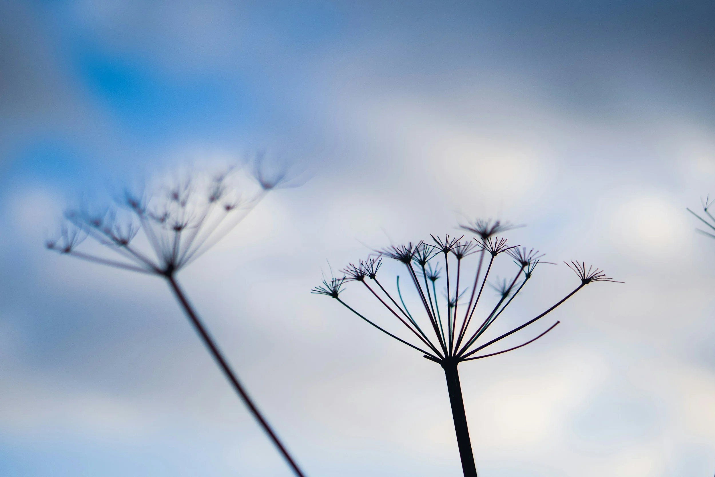 Close-up of dried plant stems with umbrella-like seed heads against a soft-focus sky background.